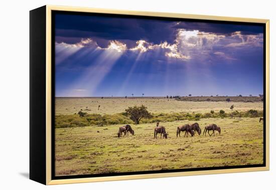 Clouds with sun rays streaming down on Masai Mara in Kenya, Africa. Wildebeest in foreground.-Larry Richardson-Framed Premier Image Canvas