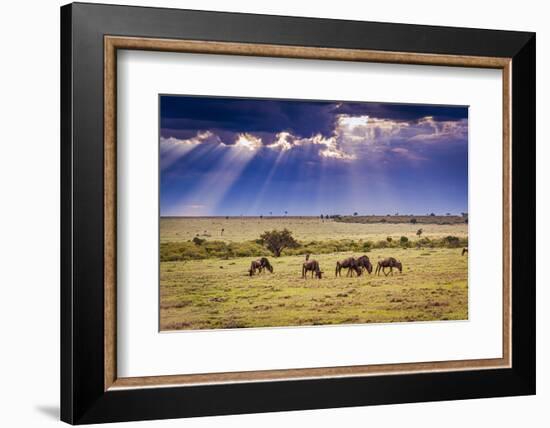 Clouds with sun rays streaming down on Masai Mara in Kenya, Africa. Wildebeest in foreground.-Larry Richardson-Framed Photographic Print
