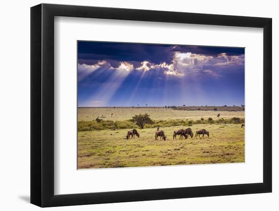 Clouds with sun rays streaming down on Masai Mara in Kenya, Africa. Wildebeest in foreground.-Larry Richardson-Framed Photographic Print