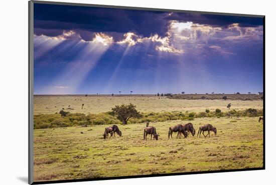 Clouds with sun rays streaming down on Masai Mara in Kenya, Africa. Wildebeest in foreground.-Larry Richardson-Mounted Photographic Print