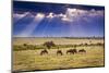 Clouds with sun rays streaming down on Masai Mara in Kenya, Africa. Wildebeest in foreground.-Larry Richardson-Mounted Photographic Print