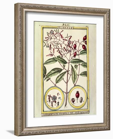 Clove (Caryophyllus Aromaticus), 1789-null-Framed Giclee Print