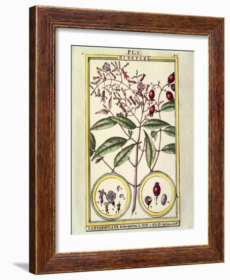 Clove (Caryophyllus Aromaticus), 1789-null-Framed Giclee Print