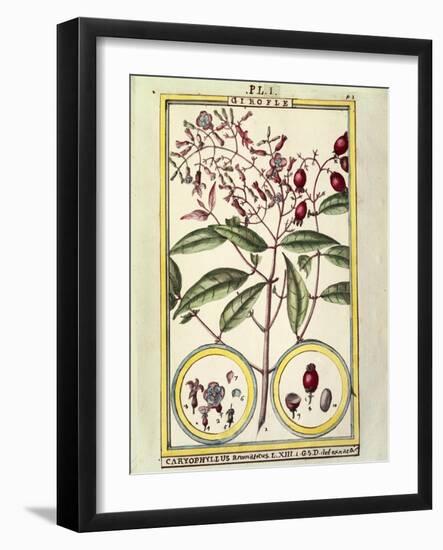 Clove (Caryophyllus Aromaticus), 1789-null-Framed Giclee Print