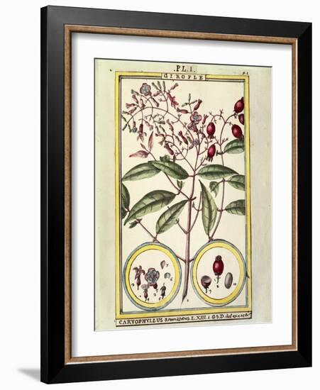 Clove (Caryophyllus Aromaticus), 1789-null-Framed Giclee Print