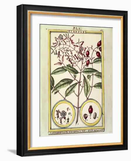 Clove (Caryophyllus Aromaticus), 1789-null-Framed Giclee Print