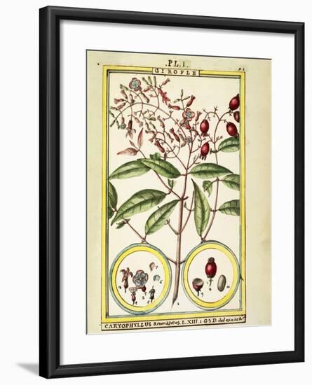 Clove (Caryophyllus Aromaticus), 1789-null-Framed Giclee Print