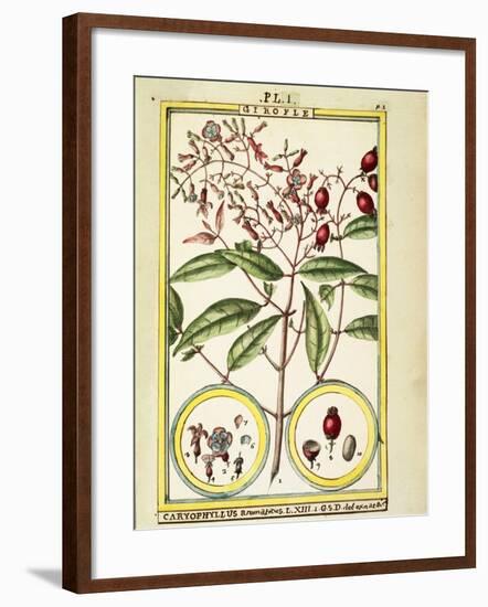 Clove (Caryophyllus Aromaticus), 1789-null-Framed Giclee Print