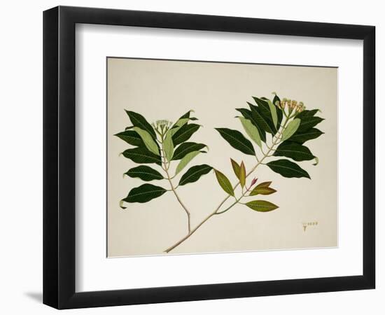 Clove Tree-null-Framed Giclee Print