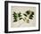 Clove Tree-null-Framed Giclee Print