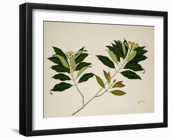 Clove Tree-null-Framed Giclee Print