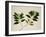 Clove Tree-null-Framed Giclee Print