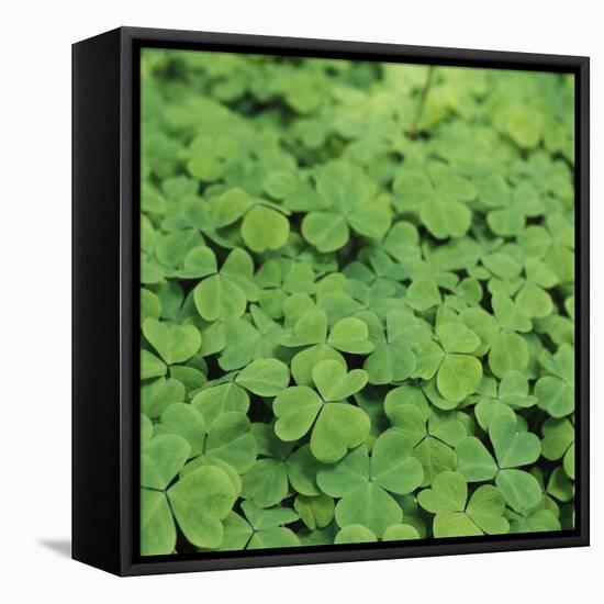 Clover-Micha Pawlitzki-Framed Premier Image Canvas