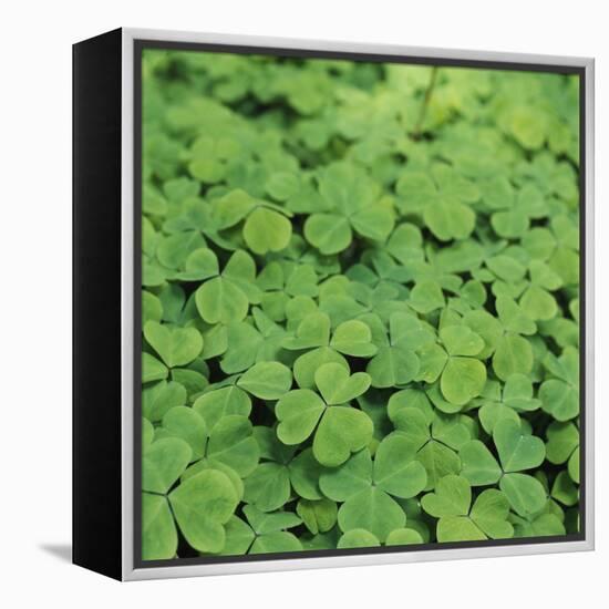 Clover-Micha Pawlitzki-Framed Premier Image Canvas