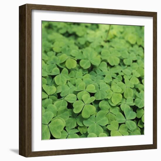 Clover-Micha Pawlitzki-Framed Photographic Print