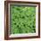 Clover-Micha Pawlitzki-Framed Photographic Print