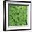 Clover-Micha Pawlitzki-Framed Photographic Print