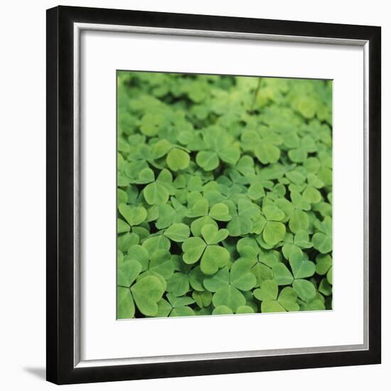 Clover-Micha Pawlitzki-Framed Photographic Print