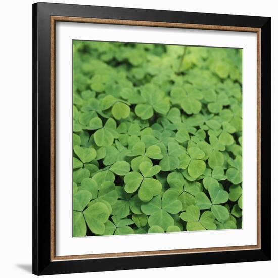 Clover-Micha Pawlitzki-Framed Photographic Print