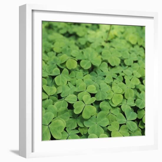 Clover-Micha Pawlitzki-Framed Photographic Print