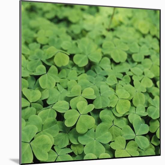 Clover-Micha Pawlitzki-Mounted Photographic Print