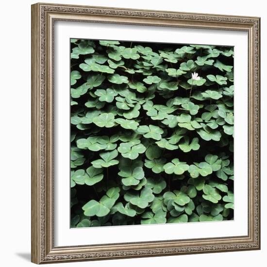 Clover-Micha Pawlitzki-Framed Photographic Print