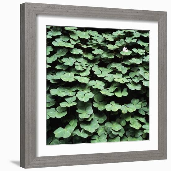 Clover-Micha Pawlitzki-Framed Photographic Print