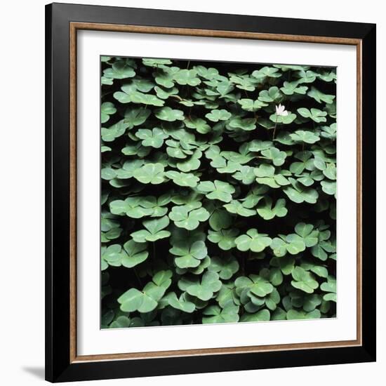 Clover-Micha Pawlitzki-Framed Photographic Print