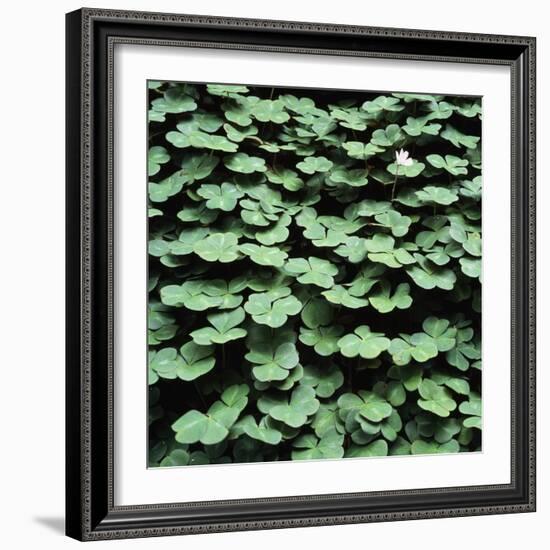 Clover-Micha Pawlitzki-Framed Photographic Print