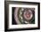 Clover-Heidi Westum-Framed Photographic Print