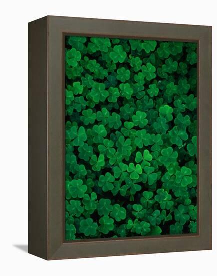 Clovers-Jim Zuckerman-Framed Premier Image Canvas