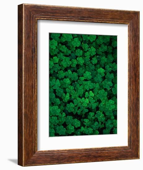 Clovers-Jim Zuckerman-Framed Photographic Print