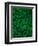 Clovers-Jim Zuckerman-Framed Photographic Print