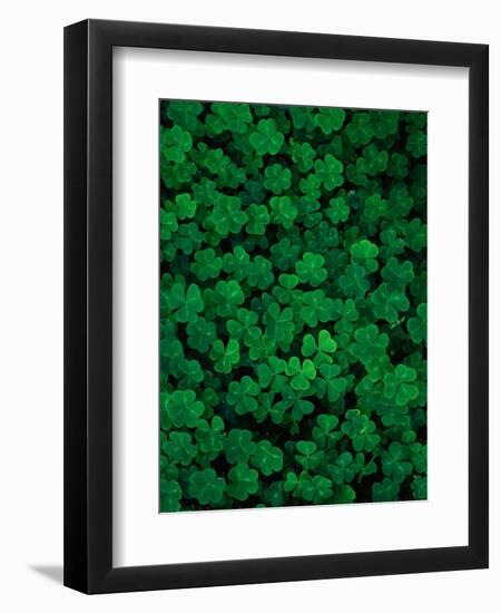 Clovers-Jim Zuckerman-Framed Photographic Print