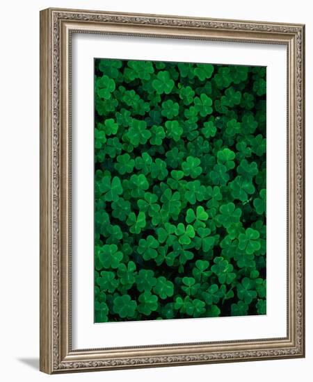 Clovers-Jim Zuckerman-Framed Photographic Print