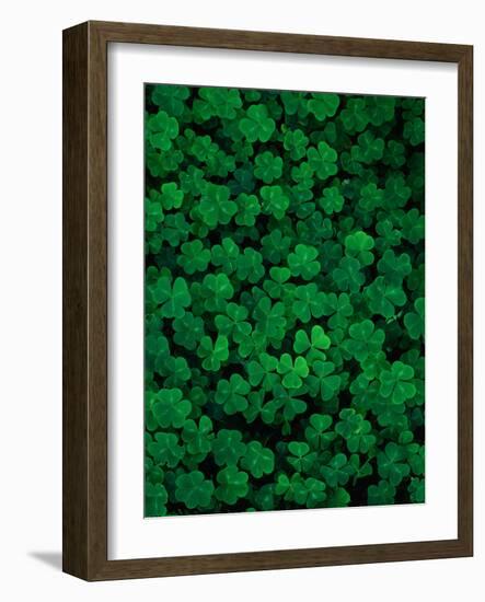 Clovers-Jim Zuckerman-Framed Photographic Print