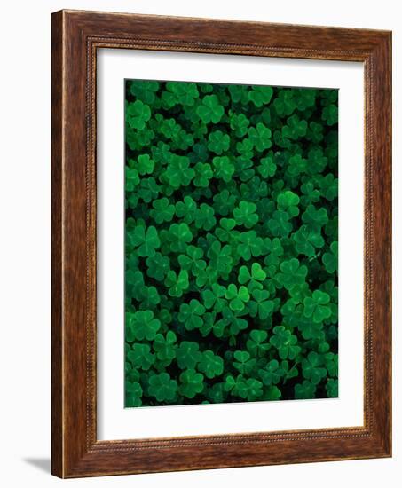 Clovers-Jim Zuckerman-Framed Photographic Print