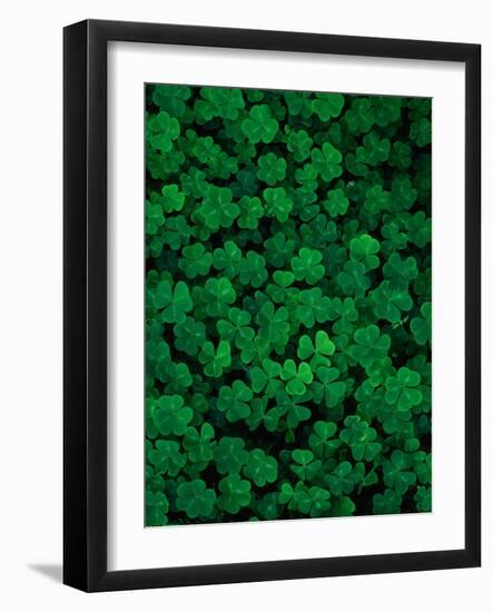 Clovers-Jim Zuckerman-Framed Photographic Print