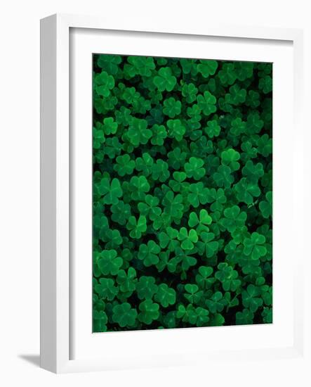 Clovers-Jim Zuckerman-Framed Photographic Print