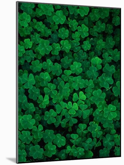 Clovers-Jim Zuckerman-Mounted Photographic Print