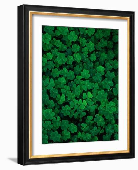 Clovers-Jim Zuckerman-Framed Photographic Print