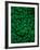 Clovers-Jim Zuckerman-Framed Photographic Print