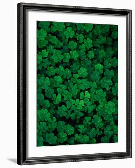 Clovers-Jim Zuckerman-Framed Photographic Print