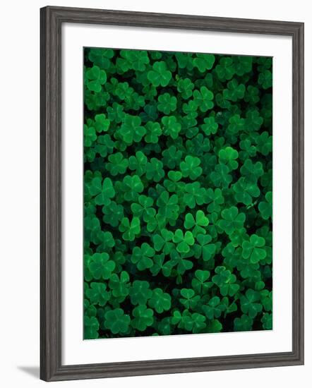 Clovers-Jim Zuckerman-Framed Photographic Print