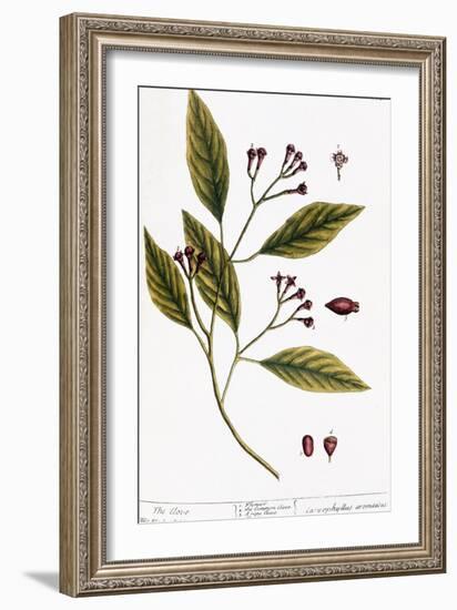 Cloves, 1735-Elizabeth Blackwell-Framed Giclee Print