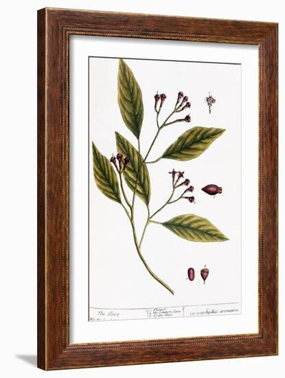 Cloves, 1735-Elizabeth Blackwell-Framed Giclee Print