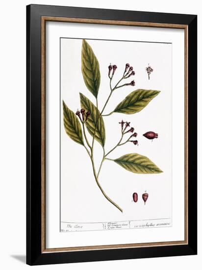 Cloves, 1735-Elizabeth Blackwell-Framed Giclee Print