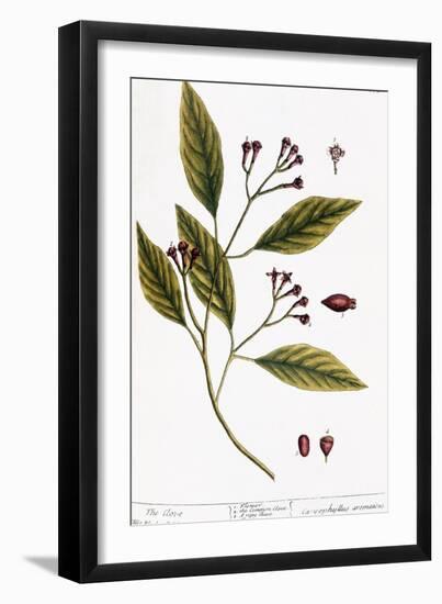 Cloves, 1735-Elizabeth Blackwell-Framed Giclee Print