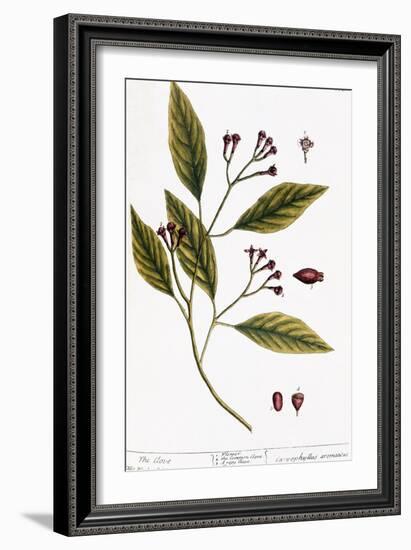 Cloves, 1735-Elizabeth Blackwell-Framed Giclee Print