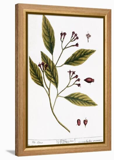 Cloves, 1735-Elizabeth Blackwell-Framed Premier Image Canvas